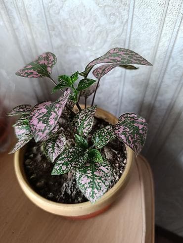 Бегонии: Гипоэстес (Hypoestes phyllostachya) «пятнистый» в горшке,есть белый — 2