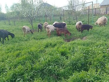 Айыл-чарба жаныбарлары: Сатам | Ургаачы кой (ургаачы) | Аргын | Көбөйтүү үчүн | Асыл тукумдуу — 1