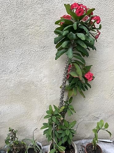 молочай миля: Молочай (Euphorbia milii, «Корона Христа») в горшке. - Высокий куст — 2