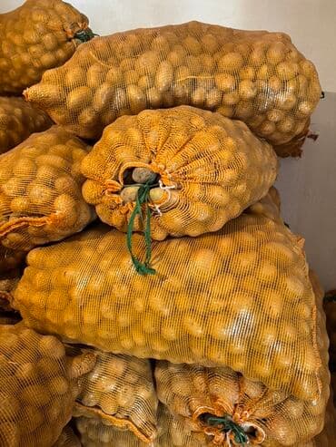 семена кортофеля: Картошка Дүңүнөн — 1