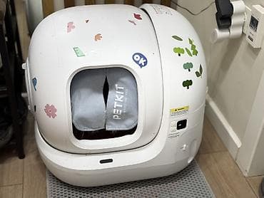 ящик сатылат: Продается котик 1 год Привитый, Проглистованный, Кастрированный — 6