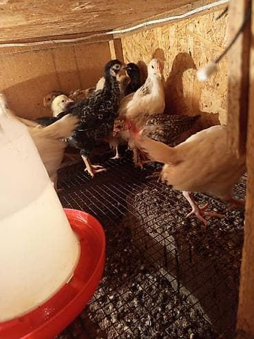 Индюки: Продаю | Цыплята | Домашняя | Для разведения — 6