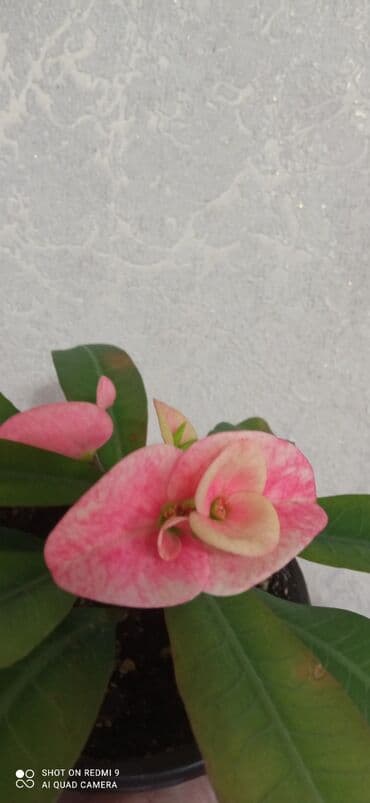 дерево бонсай купить бишкек: Тайский молочай — 1