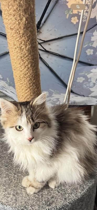 Очаровательный пушистый котёнок с выразительными зелёными глазами и