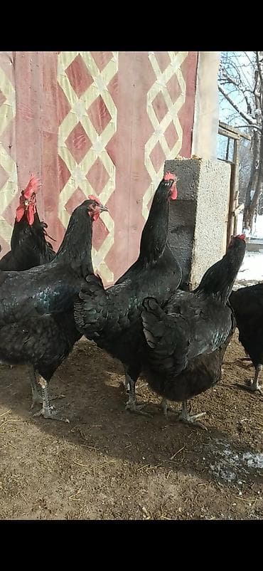 Айыл-чарба жаныбарлары: Сатам | Тооктор | Жумуртка туудуруу үчүн — 2