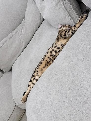 бомбейская кошка: Бенгальский котёнок с ярким контрастным окрасом. Пол: Девочка — 3