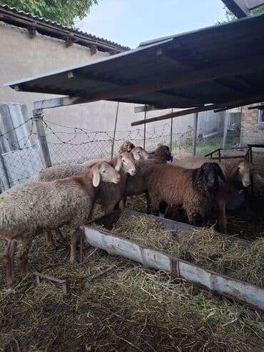 где можно купить молодых кур несушек: Продаю | Баран (самец) | Полукровка | На забой, Для разведения, Для шерсти | Осеменитель, Племенные — 1