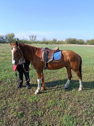 жеребая кобыла: Продаю | Жеребец | Рабочий | Мерин — 1