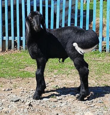 бык на мясо: Продаю | Ягненок | Гиссарская | Для разведения | Племенные — 3