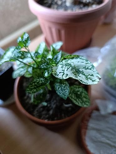 Бөлмө өсүмдүктөрү: Гипоэстес (Hypoestes phyllostachya) «пятнистый» в горшке,есть белый — 1