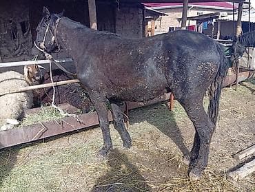 Сатам | Бээ (ургаачы) | Жумушка — 3