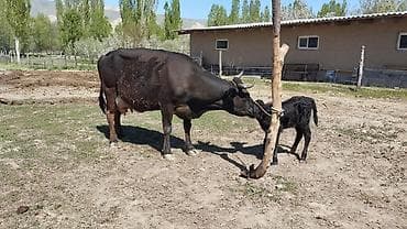 матки пчел: Продаю | Корова (самка) | Алатауская | Для молока | После отела — 3