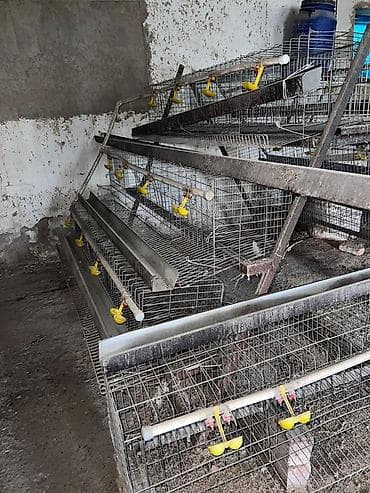 где купить утят: Многоярусные клетки для содержания перепелов/кур-несушек с линией — 4