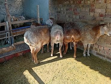 купить хряка на племя: Продаю | Овца (самка) | Для разведения | Племенные — 1