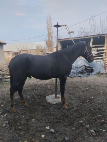 собаки для охраны: Продаю | Конь (самец) | Рабочий — 2