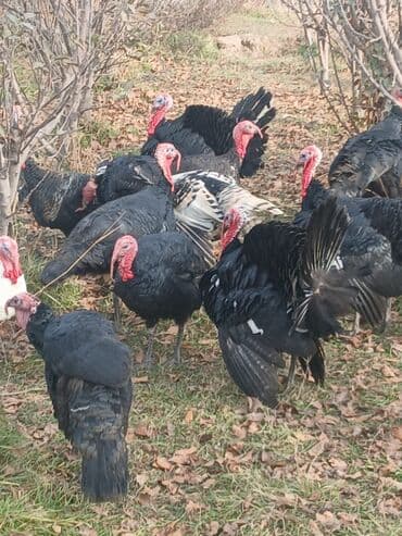 Продаю | Индюк (самец) | На забой | Племенные