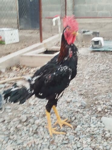 отдам породистую собаку в хорошие руки: Дакан шалпан жожо короз сатылат активный алмашу жолдору бар адрес — 3