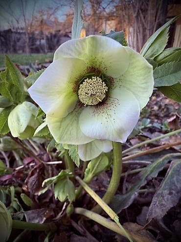 фарель ош: Морозник (Helleborus) — многолетний декоративный кустарник для сада — 2