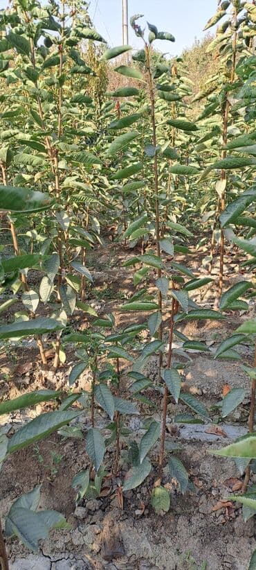 уголь каракече бешсары шабыркуль каражыра доставка бишкек купить фото: Всем Ассаламу алайкум гилас кочоттор сатылат сорту воловой 3 деген — 2