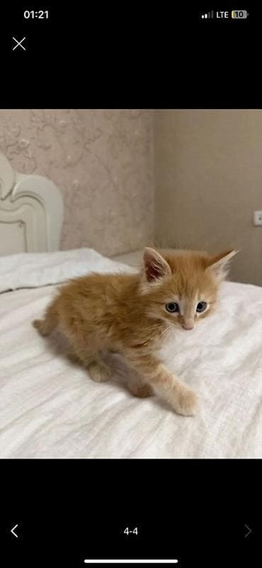 кошачье молоко: Мейн-кун, 1 месяц, Мальчик, Рыжий, Приучена к лотку — 3
