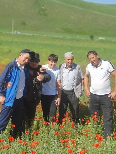 осел бричка: Осёл, рабочий сельскохозяйственный помощник. Описание: - Вид — 6