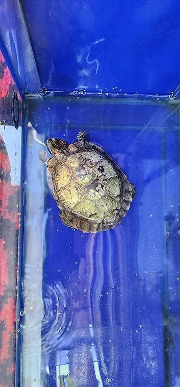 для животных: Красноухая пресноводная черепаха (Trachemys scripta elegans) - Вид — 2
