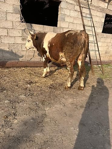 Продаю | Бык (самец) | Симментальская | На откорм | Привязанные