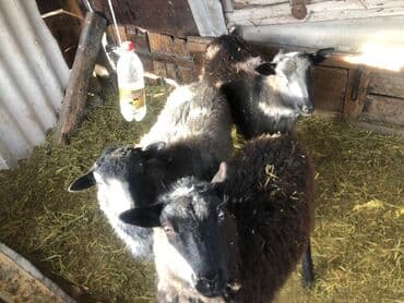 узи для животных цена: Продаю | Овца (самка), Ягненок, Баран (самец) | Романовская — 5