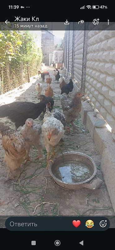 куры живые: Продаю | Куры | Домашняя | Для разведения — 3