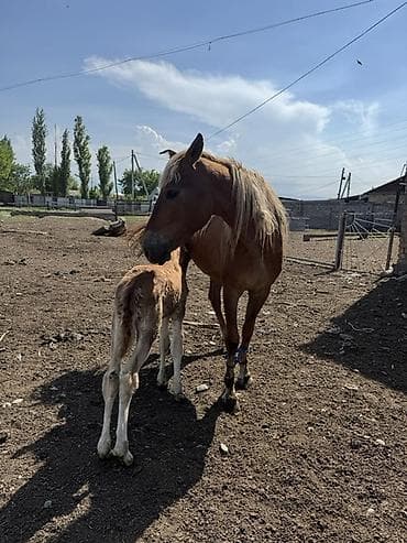 үй жаныбарлары: Сатам | Бээ (ургаачы) | Көбөйтүү үчүн — 2