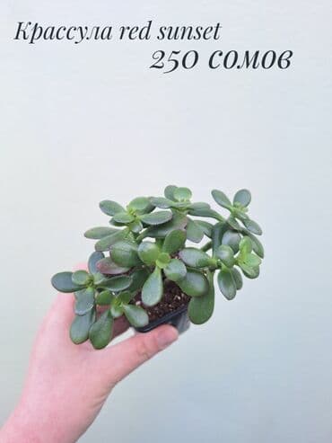 орхидеи сколько стоят: • Комнатные растения (укоренённые черенки/детки/молодые — 3