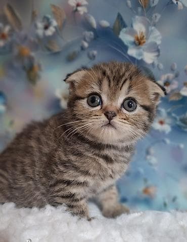 Скотиш Фолд (Шотландская вислоухая), 2 месяца, Девочка, Приучена к лотку, Проглистована