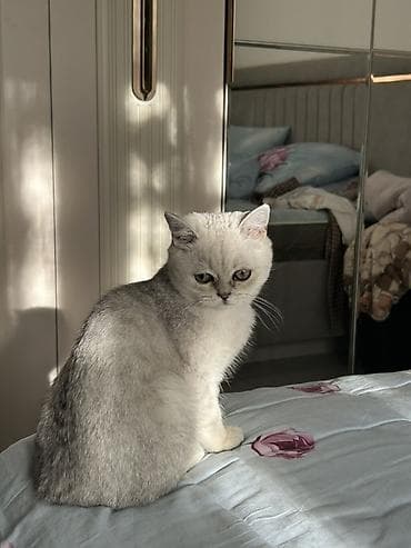 породистые котята: Вязка: Скотиш Страйт (Шотландская прямоухая), Мальчик, 1 год, С документами, С прививками, Серебристая шиншилла — 4