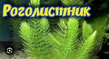 акулы: Продаю аквариумные растения. по 30 сом — 1