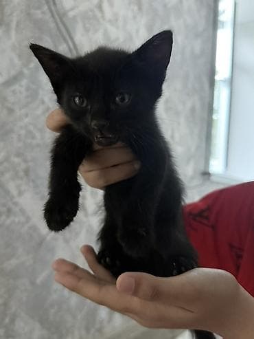 Продажа кошек: Котёнок, окрас — чёрный (короткошёрстный) Описание: - Миниатюрный — 2