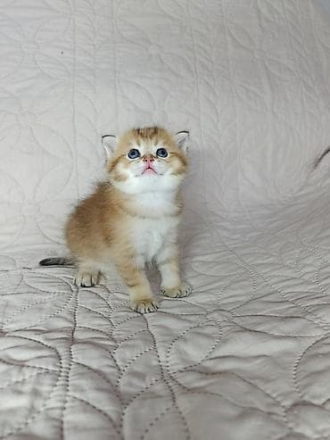 кошка майкун: Скотиш Страйт (Шотландская прямоухая), 1 месяц, Мальчик, Золотая шиншилла — 2