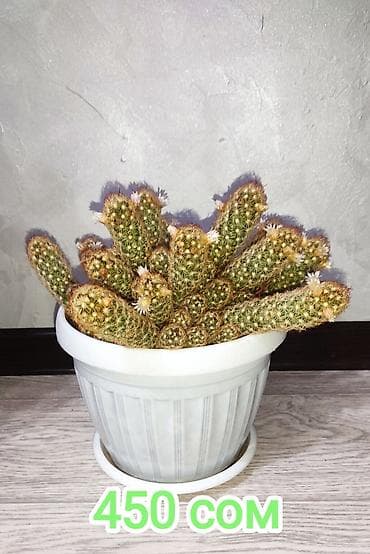 Диффенбахии: 1)Кактус Эхинопсис ( цветет часто, вместе с коричневым горшочком — 4