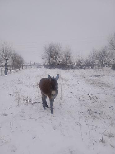 Осел с коричневой шерстью, стоящий на заснеженном поле. У животного