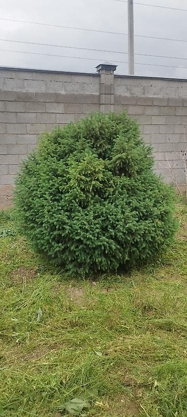 Ель (вероятно Picea abies ‘Nidiformis’/‘Little Gem’) — плотный