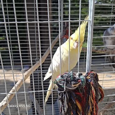 сибирская кошка: 🦜 Попугаи корелла в продаже Продаются 2 кореллы: ✔ Одному — 2 года ✔ — 7