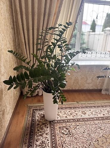 цветок зензи: Замиокулькас (долларовое дерево) в высоком декоративном кашпо - — 2