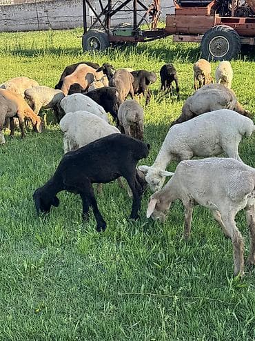 клетка для баранов: Продаю | Овца (самка), Ягненок, Баран (самец) | Гиссарская, Полукровка, Меринос | На забой, Для разведения, Для шерсти | Племенные, Кастрированные, Осеменитель — 6