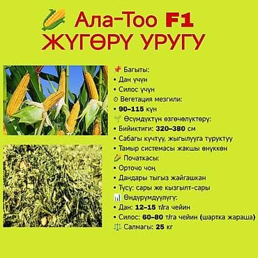 где можно купить ячмень: 🌽 Ала Тоо F1 жүгөрү – негизги мүнөздөмөлөрү 📌 Багыты: Дан (зерно) — 8