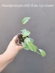 живые растения в аквариум купить: ● Комнатные растения (укоренённые черенки, молодые растения, взрослые — 18