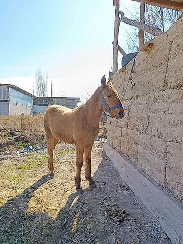 щенки дратхара: Продаю | Кобыла (самка) | Дончак | Рабочий | Племенные — 3