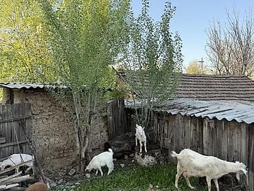 коровы молоко: Продаю | Козлёнок | Полукровка | Для молока | Осеменитель — 2