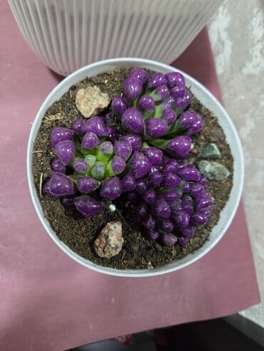 кактус цветы: Композиция из суккулентов в кашпо - Растения: хавортия (несколько — 5