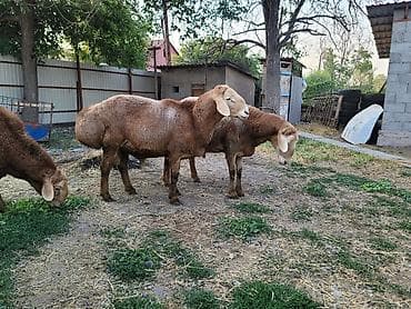 Ветеринар кызматы: Сатам | Кочкор (эркек) | Көбөйтүү үчүн — 6