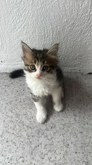 Котята домашние, из одного помёта. - Возраст: примерно 2–3 месяца - — 2