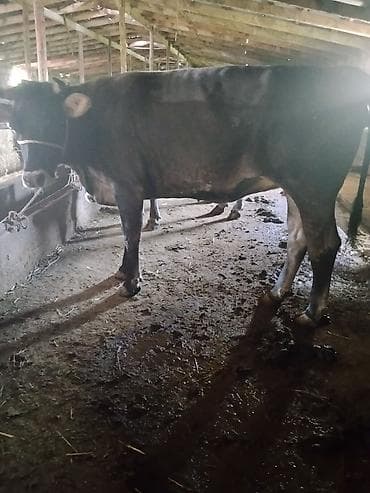 карова галштин: Продаю | Корова (самка) | На забой — 1